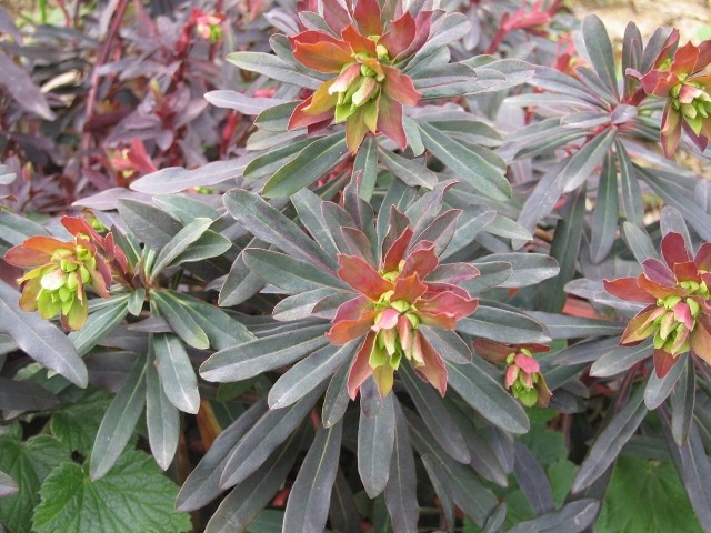 Euphorbia